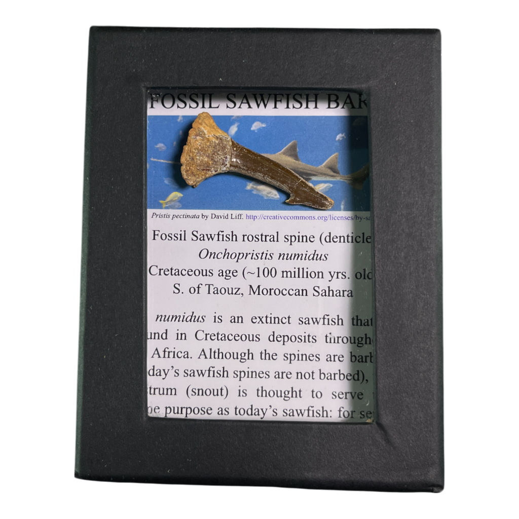 Sawfish Barb Fossil
