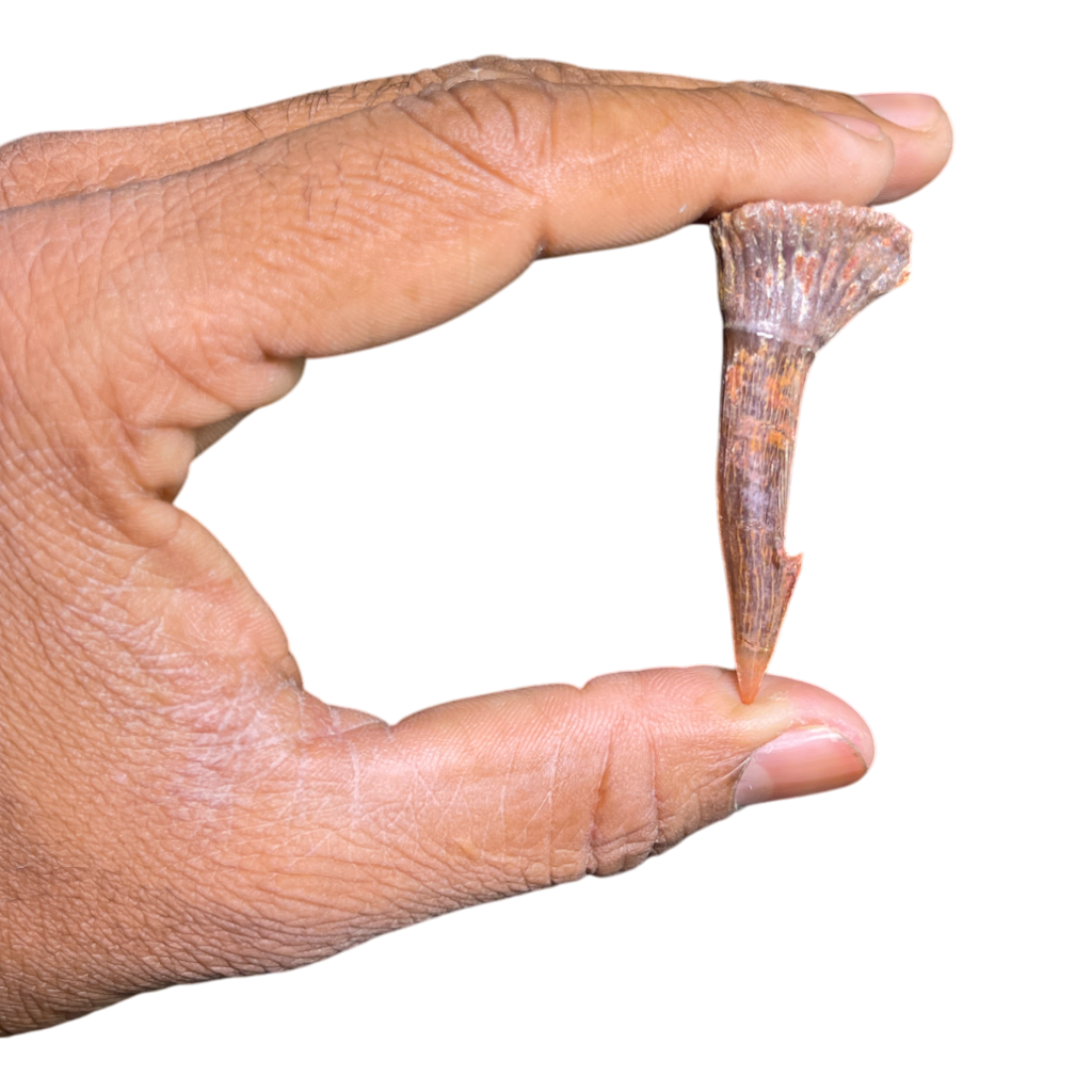 Sawfish Barb Fossil