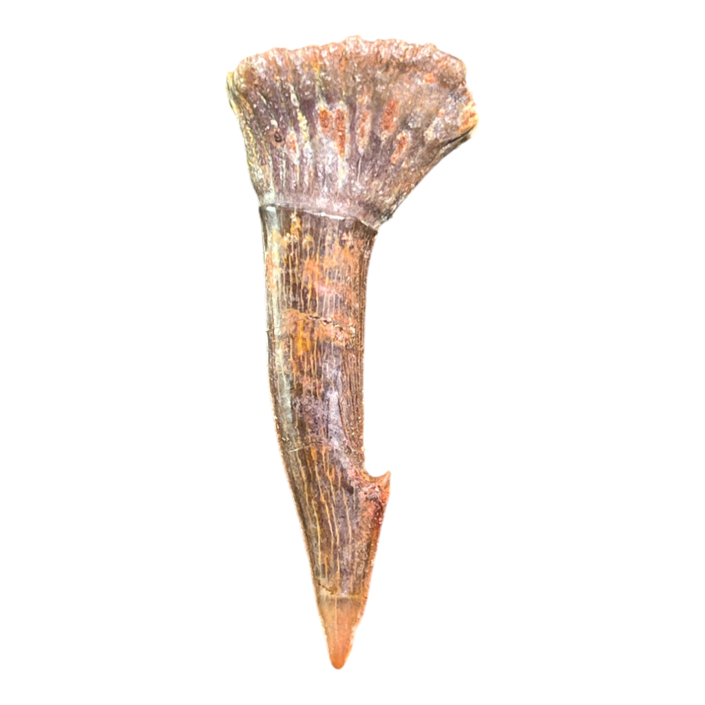 Sawfish Barb Fossil