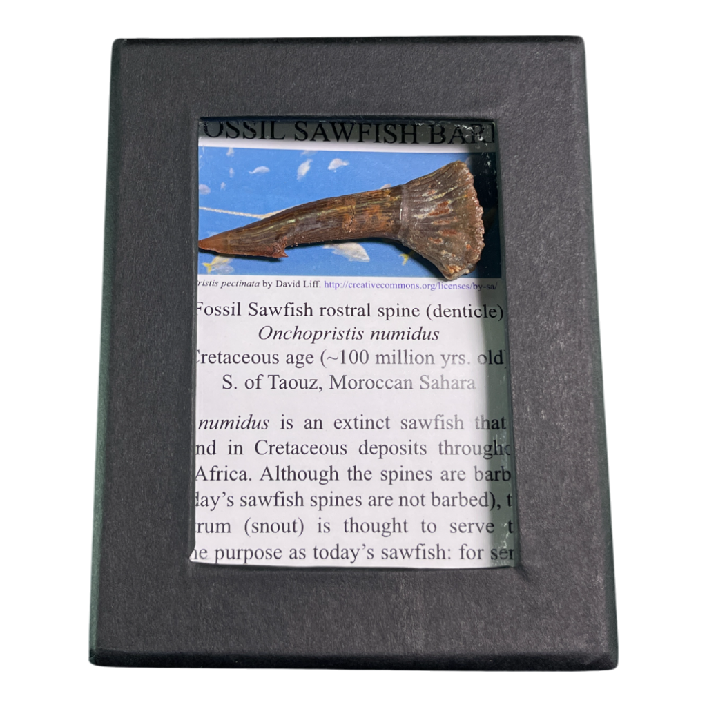 Sawfish Barb Fossil