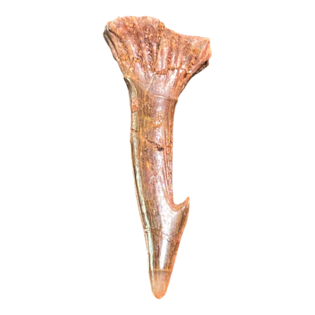 Sawfish Barb Fossil