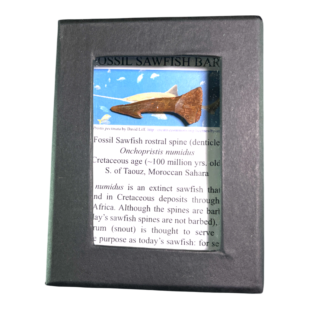 Sawfish Barb Fossil