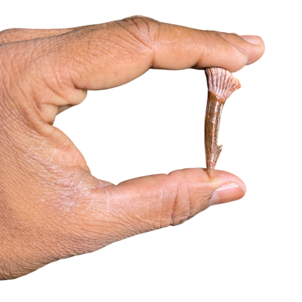 Sawfish Barb Fossil