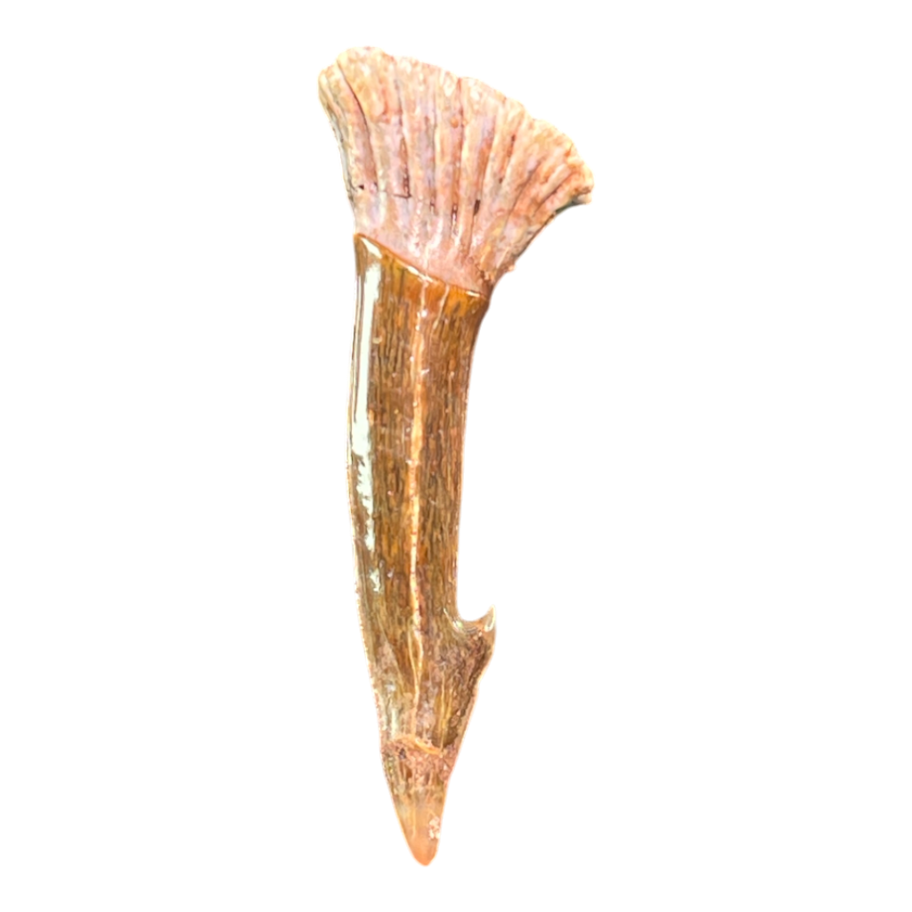 Sawfish Barb Fossil