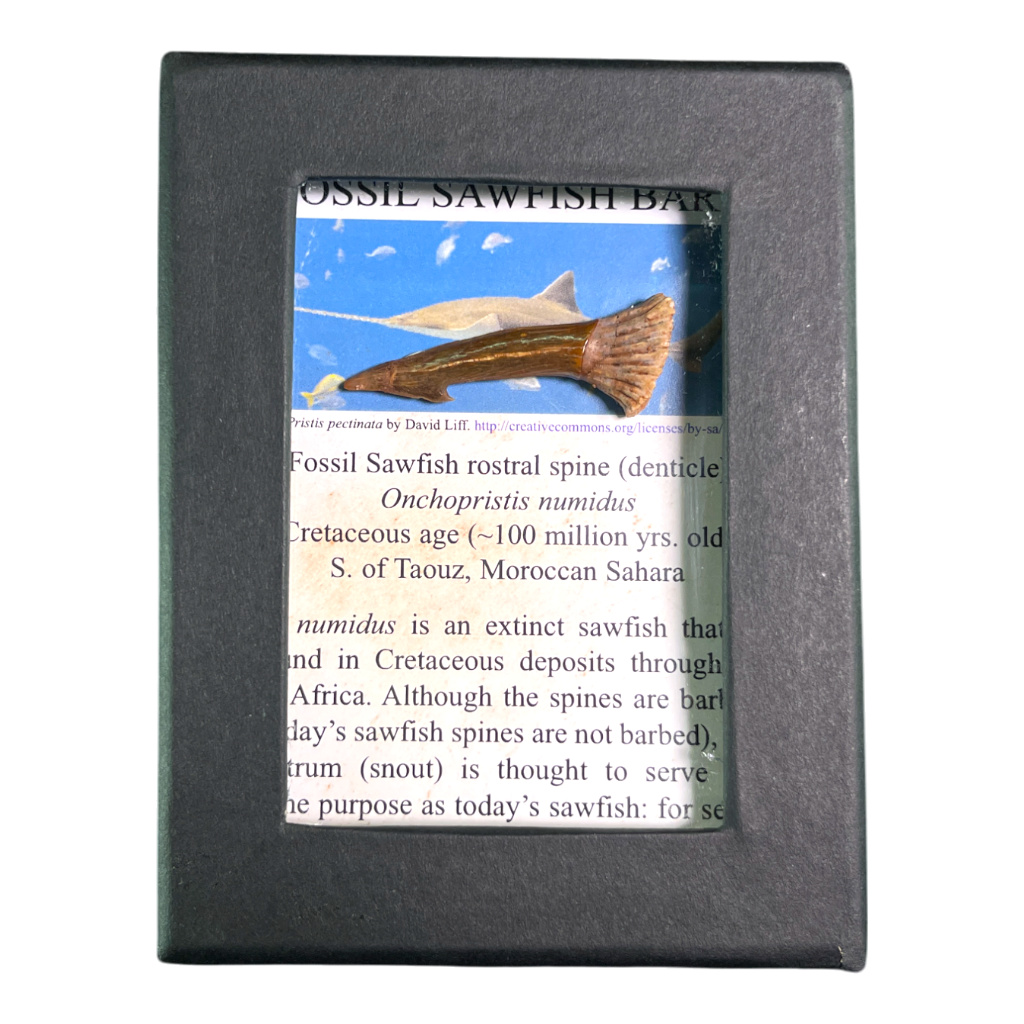 Sawfish Barb Fossil
