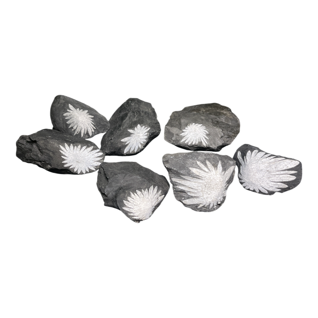 Chrysanthemum