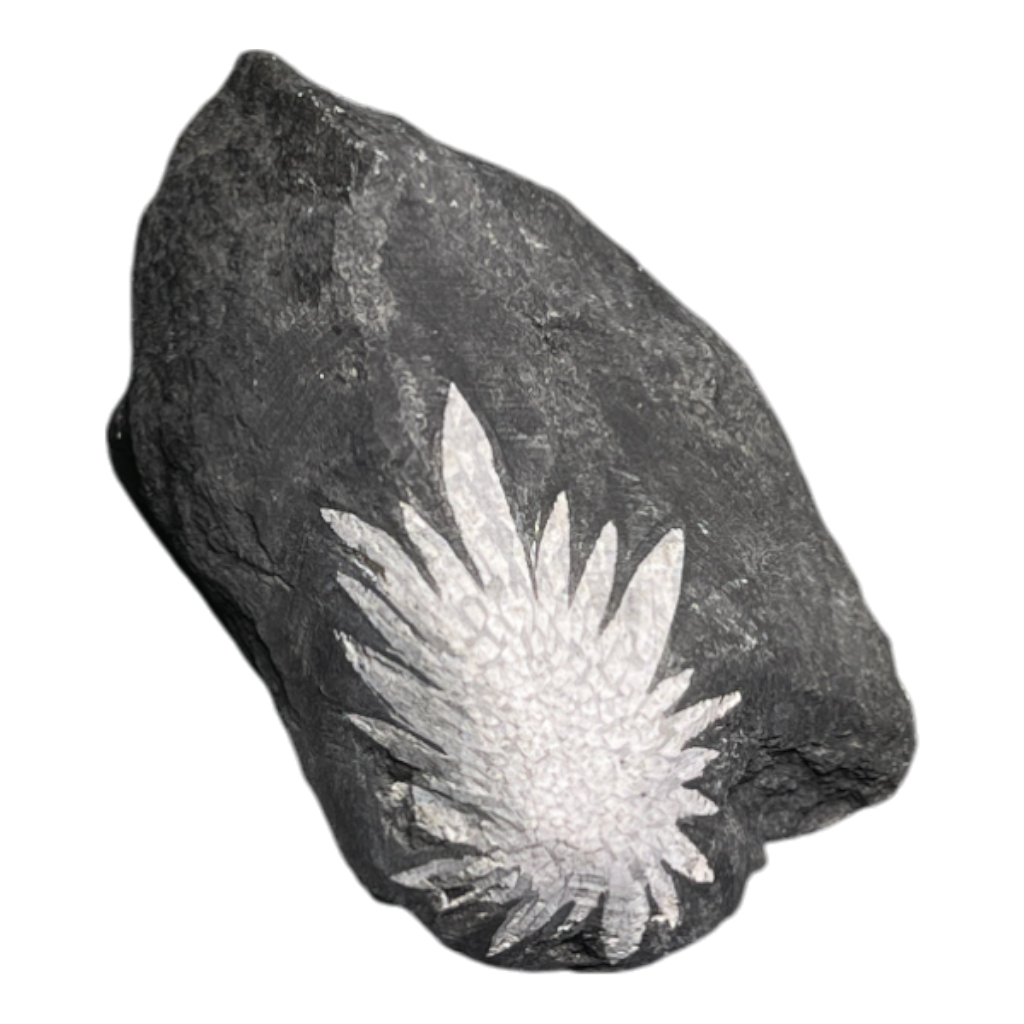 Chrysanthemum