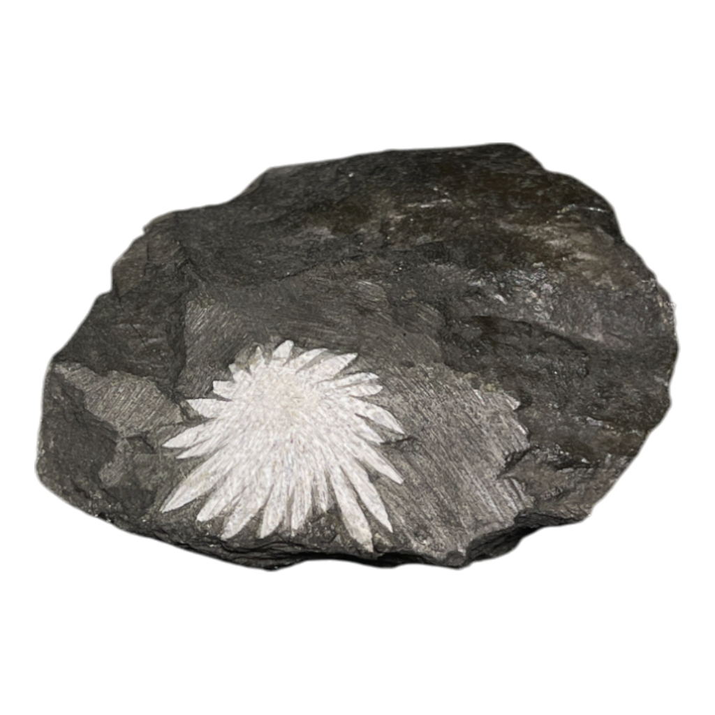 Chrysanthemum