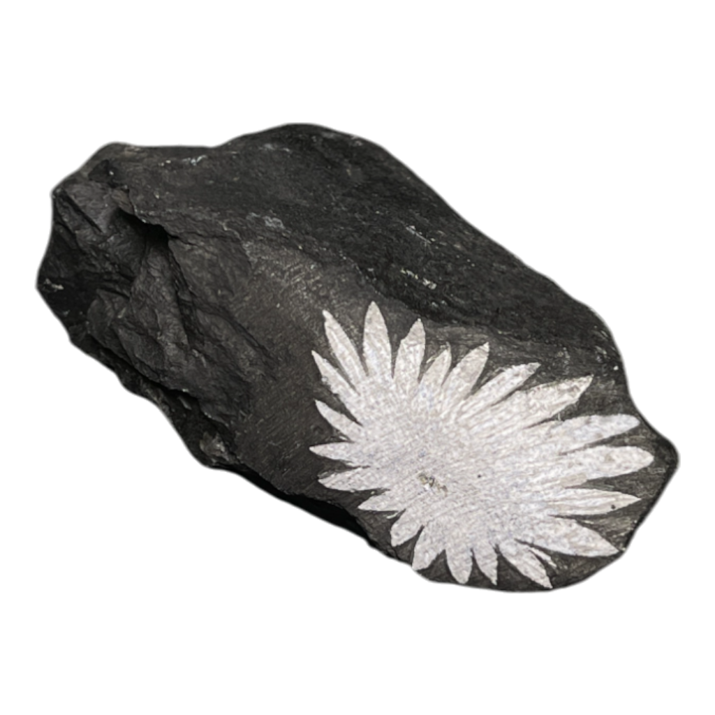 Chrysanthemum
