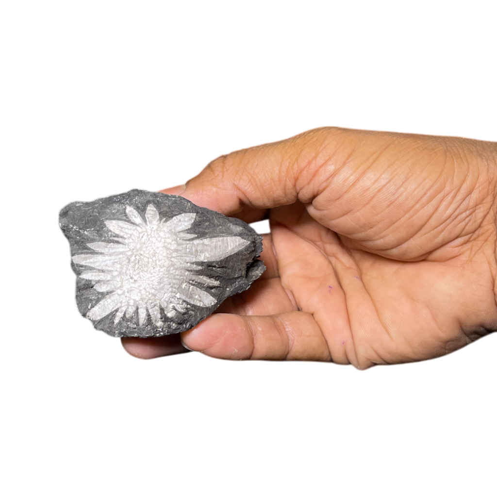 Chrysanthemum