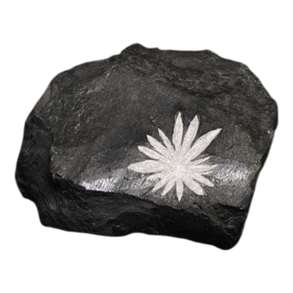 Chrysanthemum