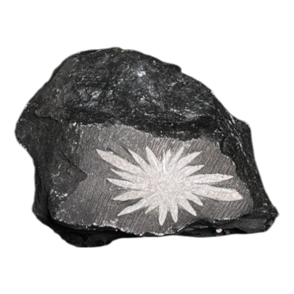 Chrysanthemum