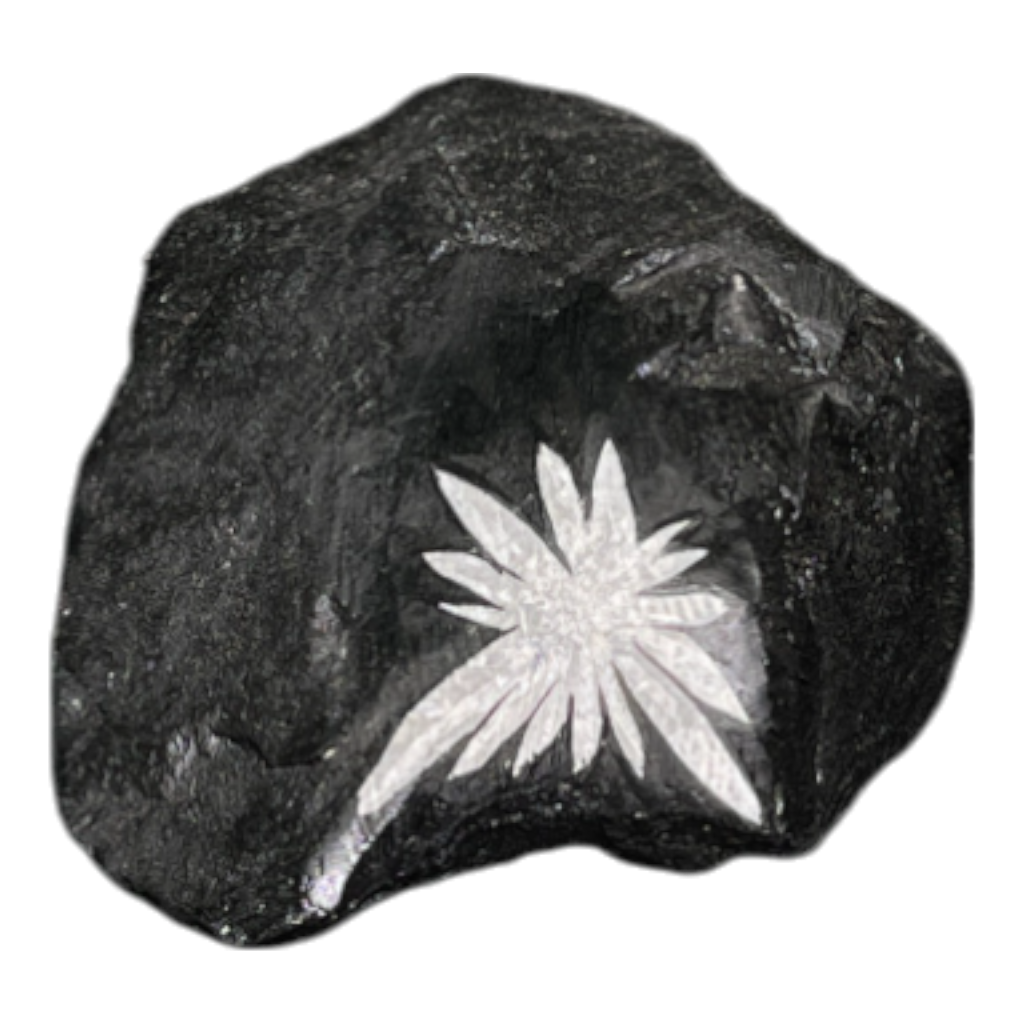 Chrysanthemum