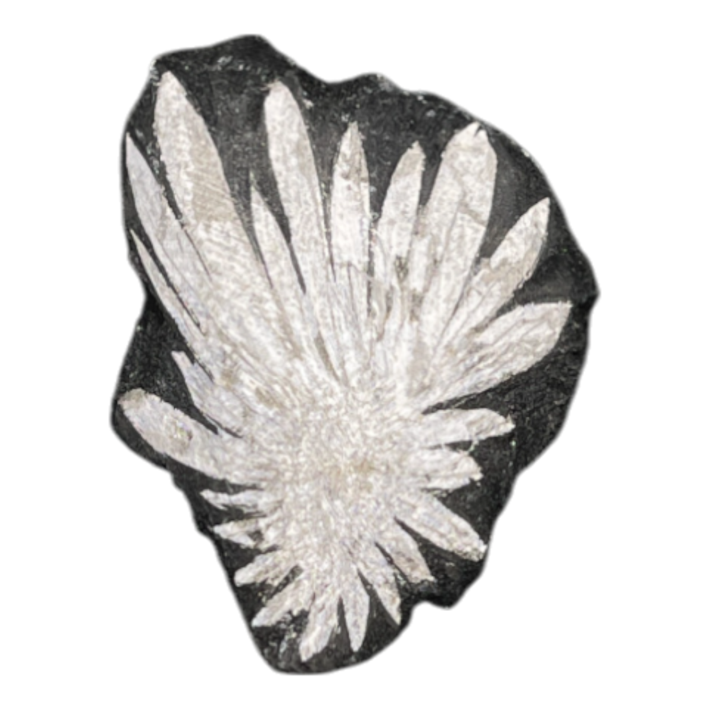 Chrysanthemum