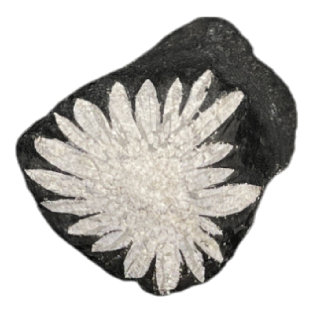 Chrysanthemum