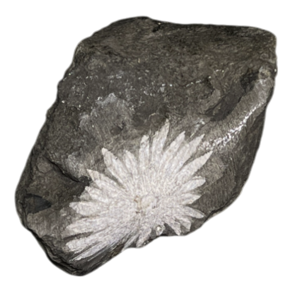 Chrysanthemum