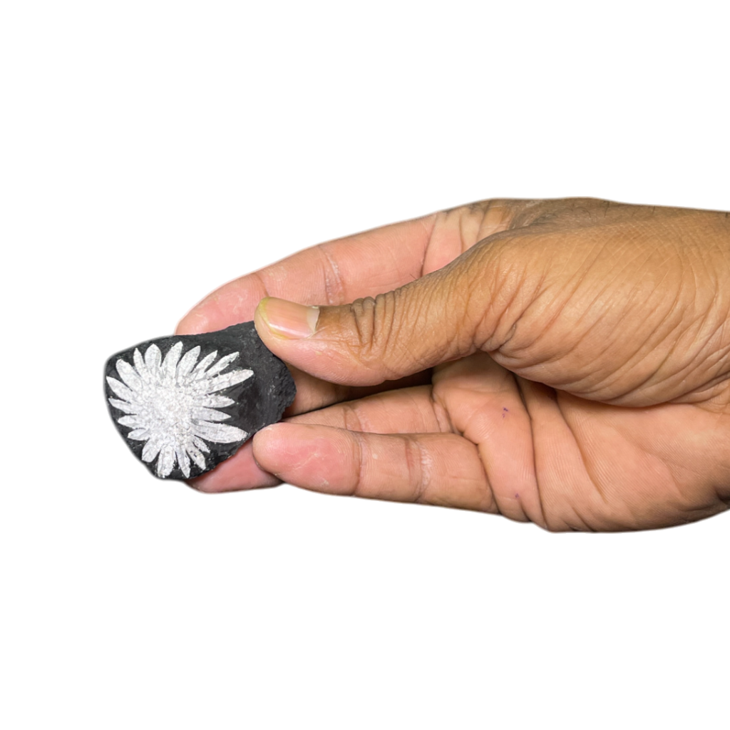 Chrysanthemum