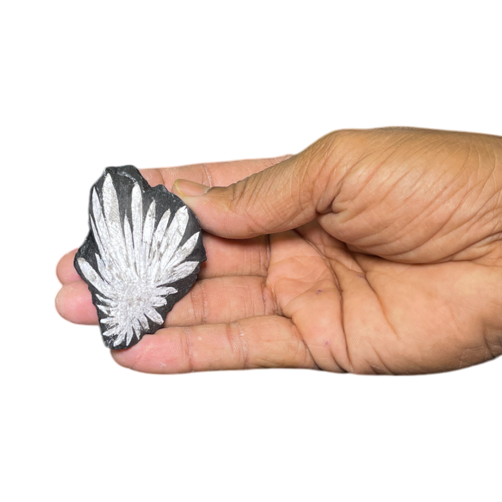 Chrysanthemum