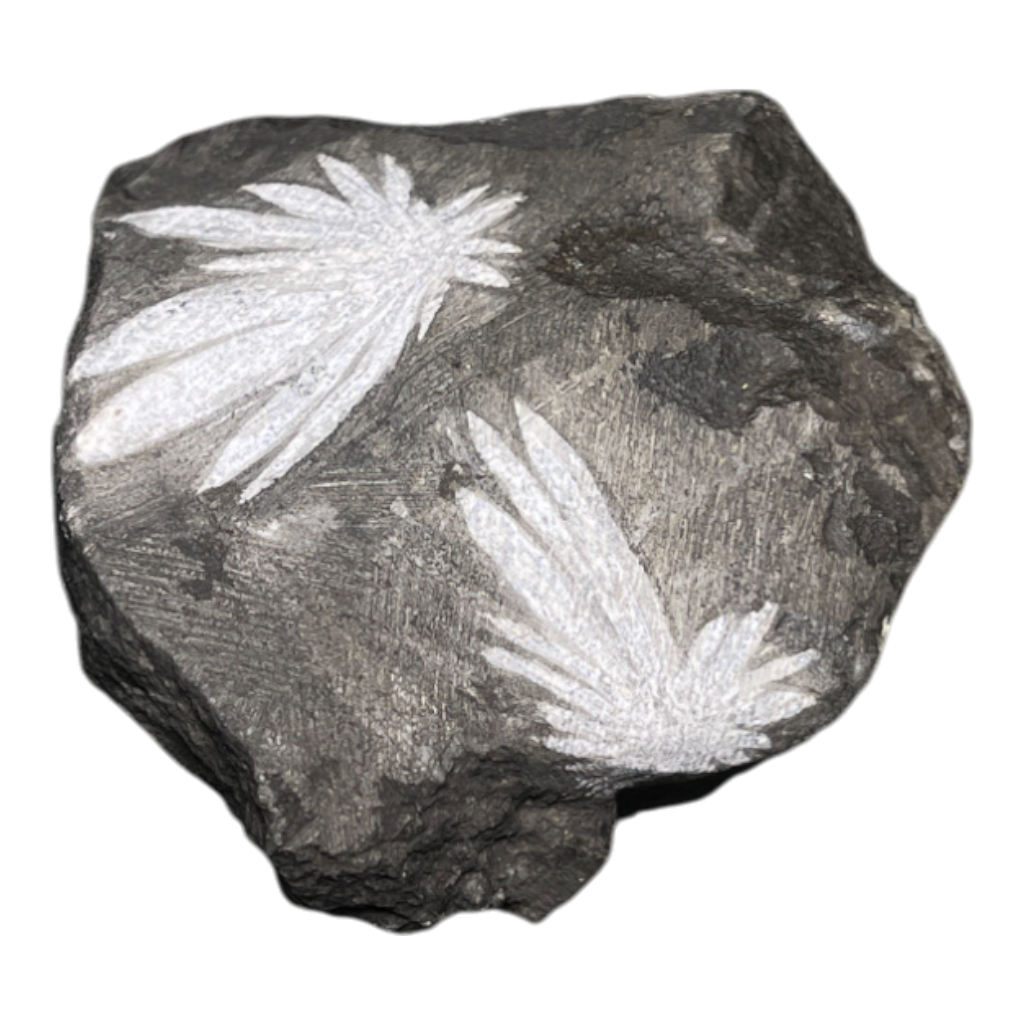 Chrysanthemum