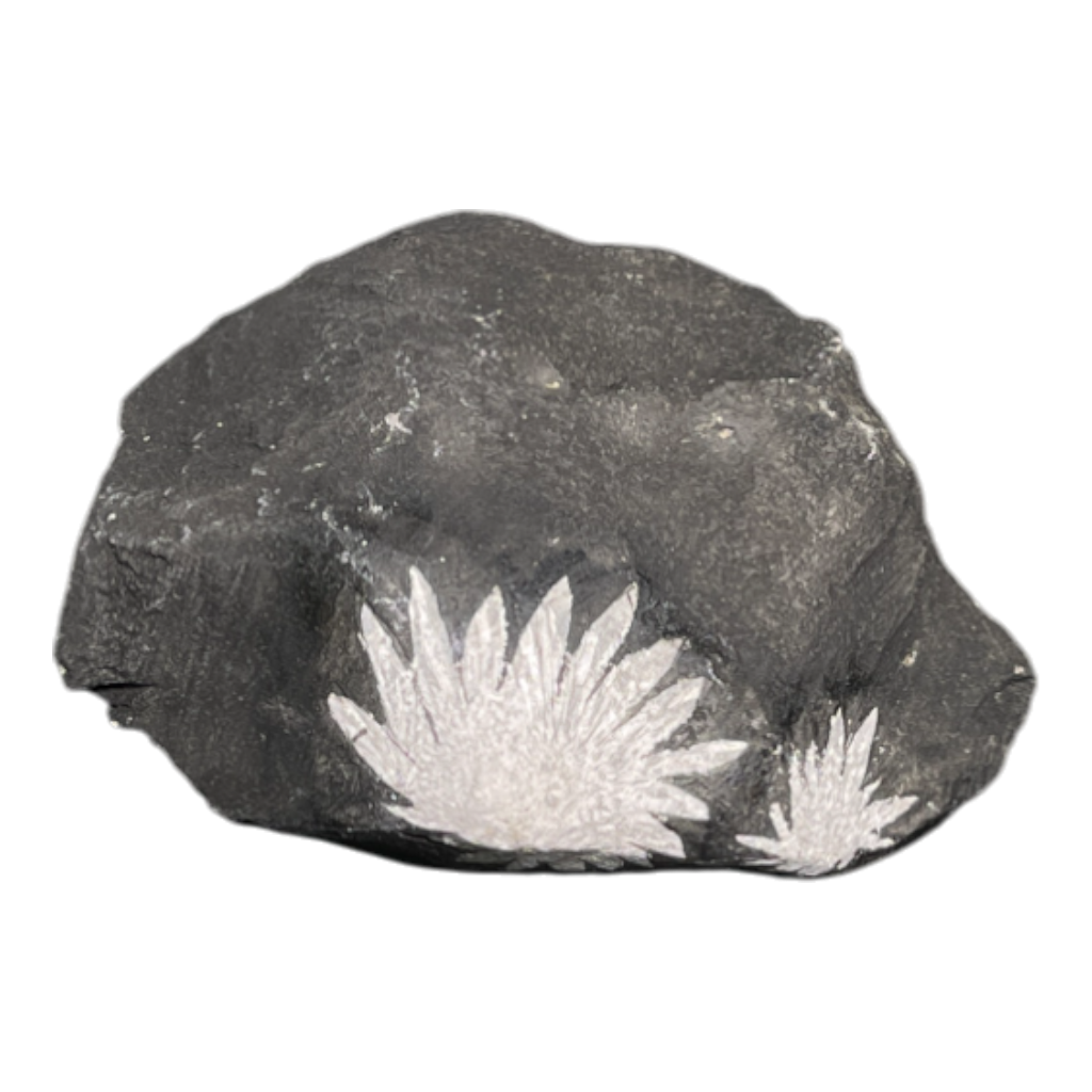 Chrysanthemum