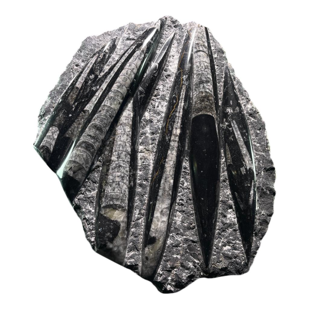 Orthoceras
