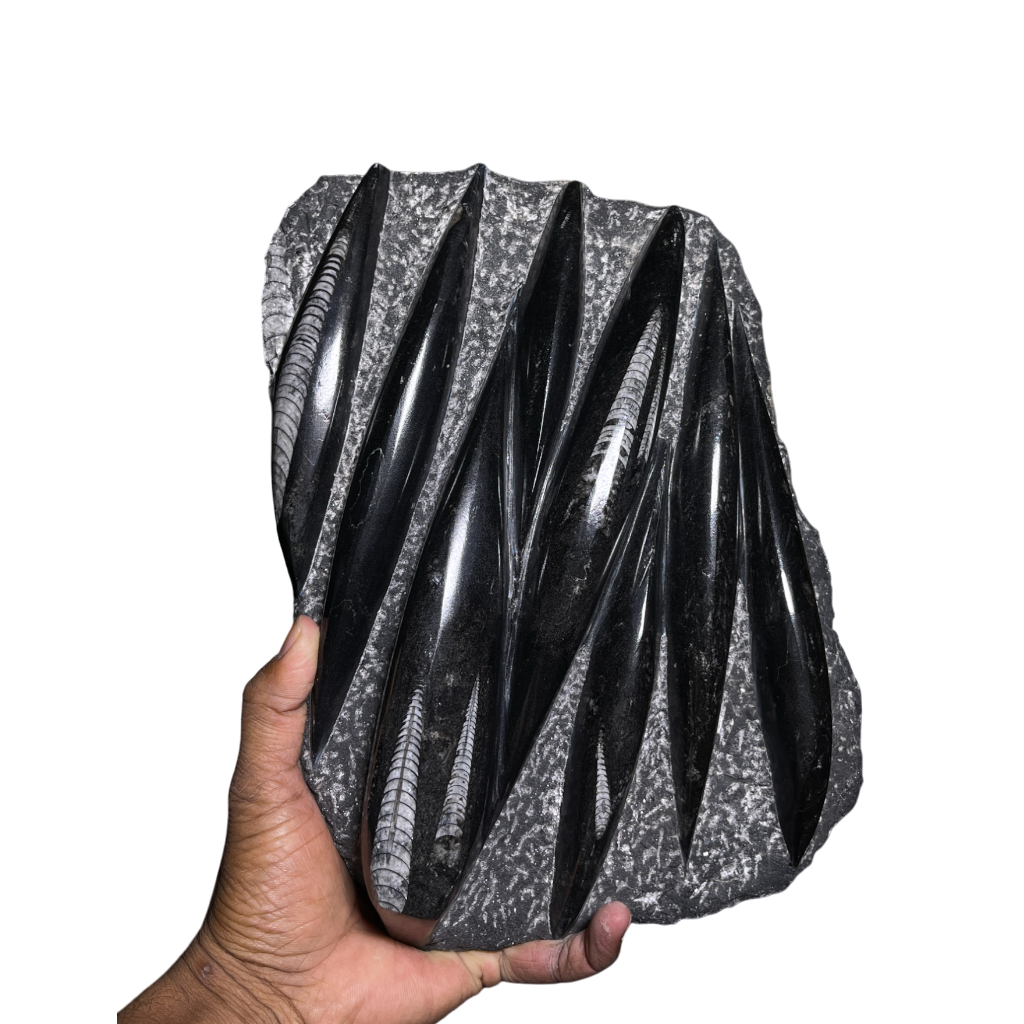 Orthoceras