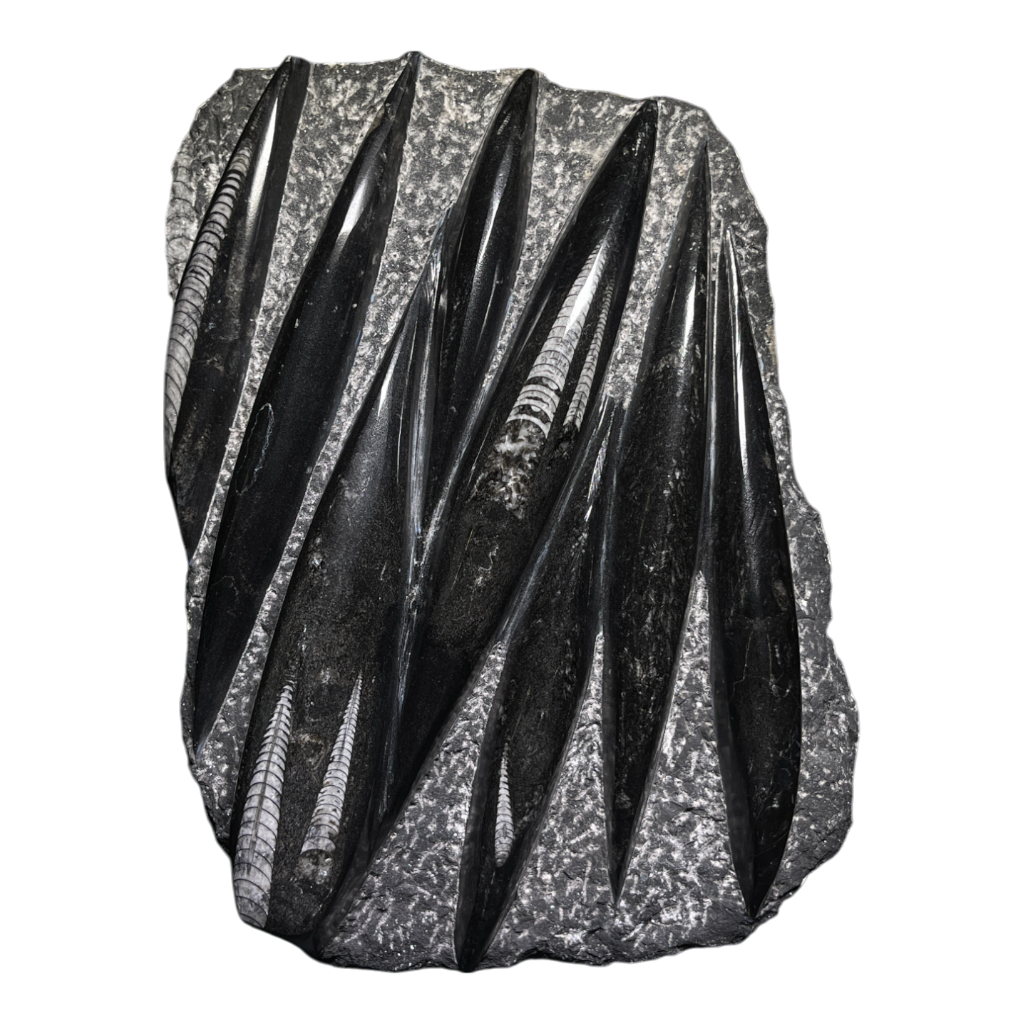 Orthoceras