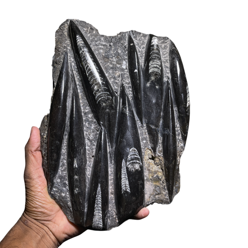 Orthoceras