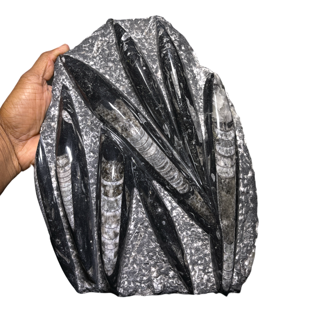 Orthoceras