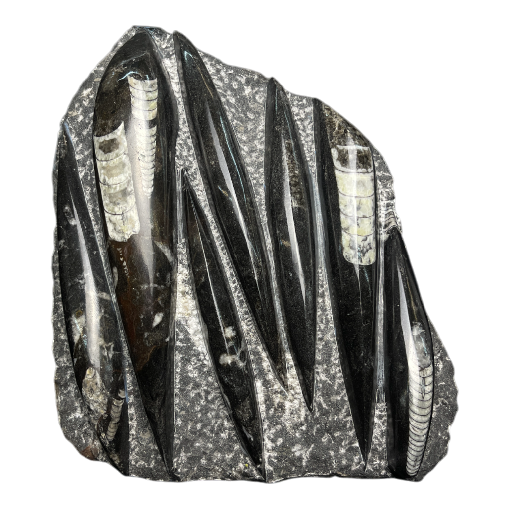 Orthoceras
