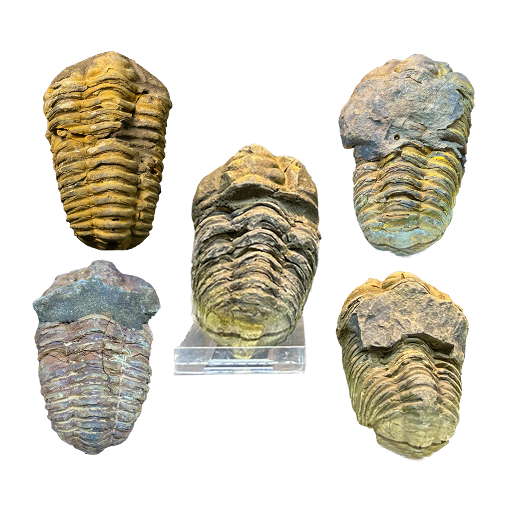 Trilobite (Per Piece)