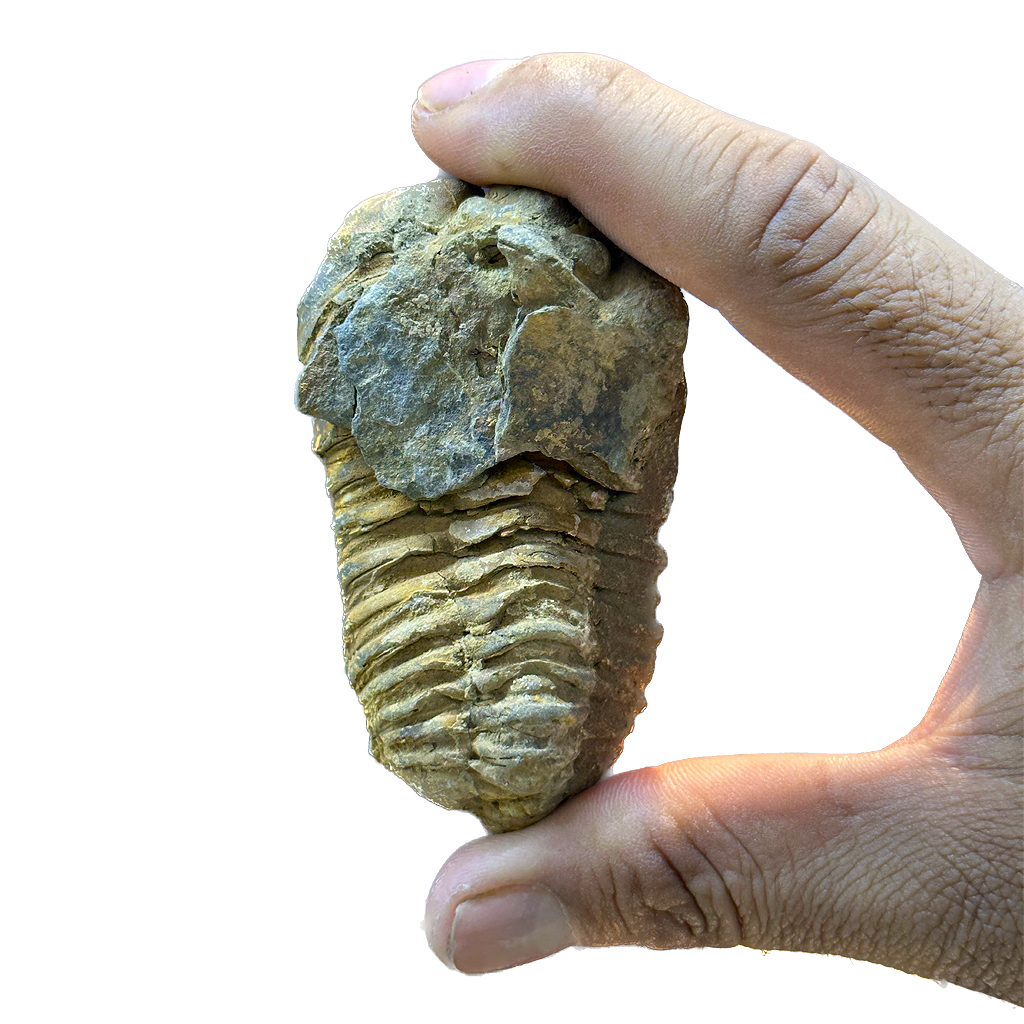 Trilobite (Per Piece)