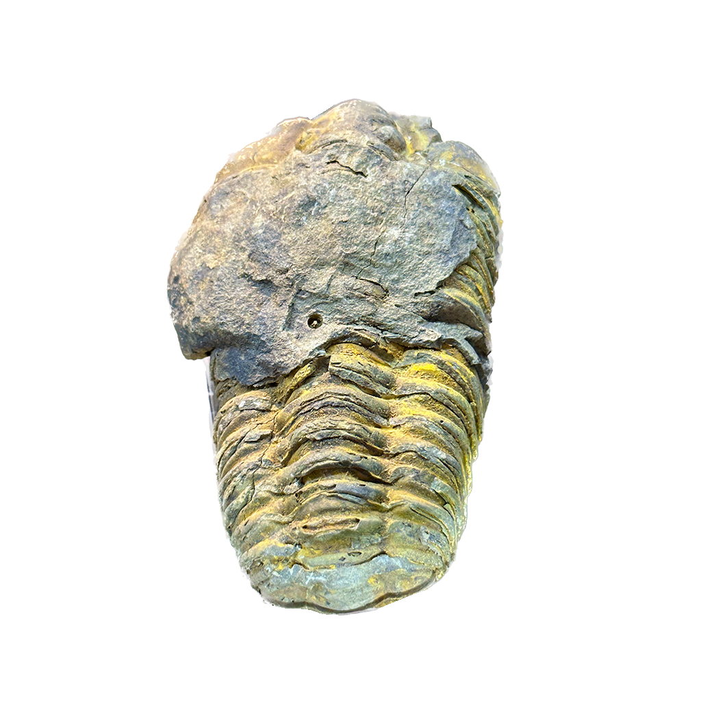 Trilobite (Per Piece)