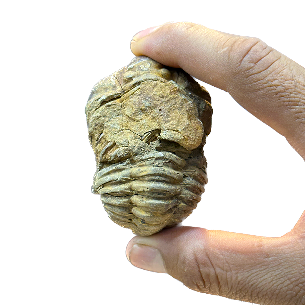 Trilobite (Per Piece)