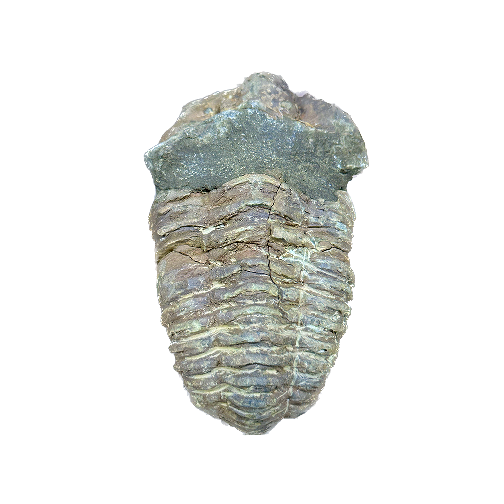Trilobite (Per Piece)