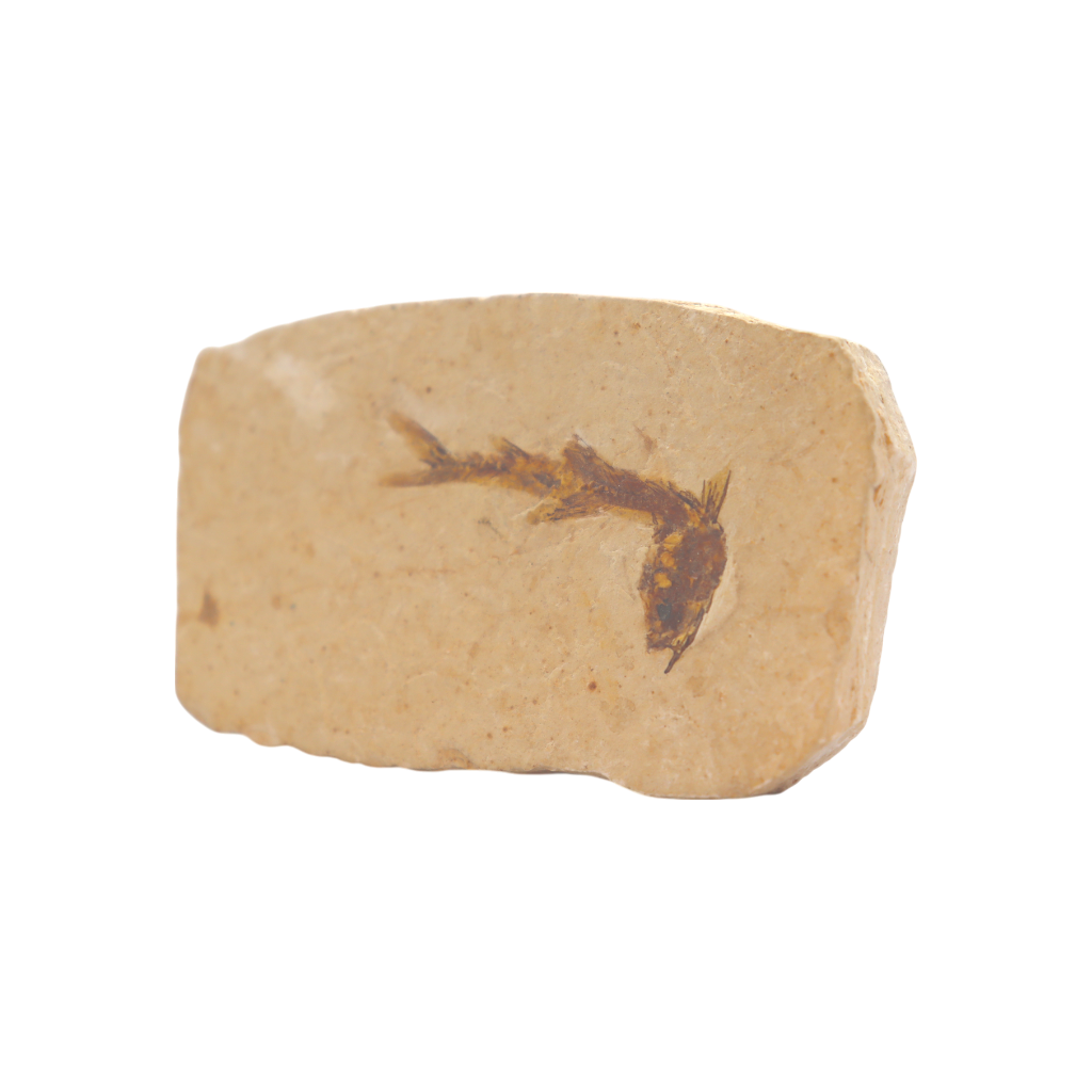 Fish Fossil