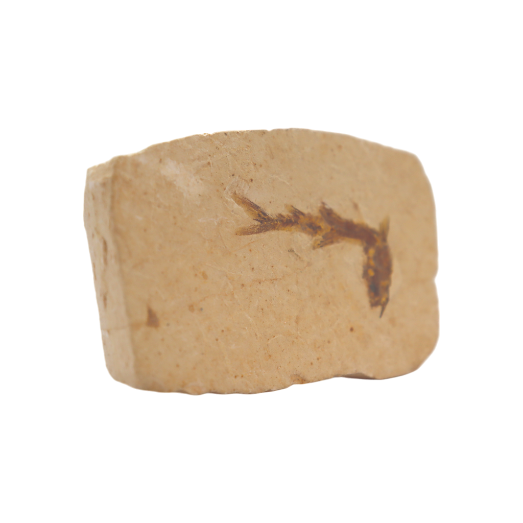 Fish Fossil