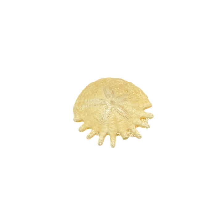 Heliophora orbicularis