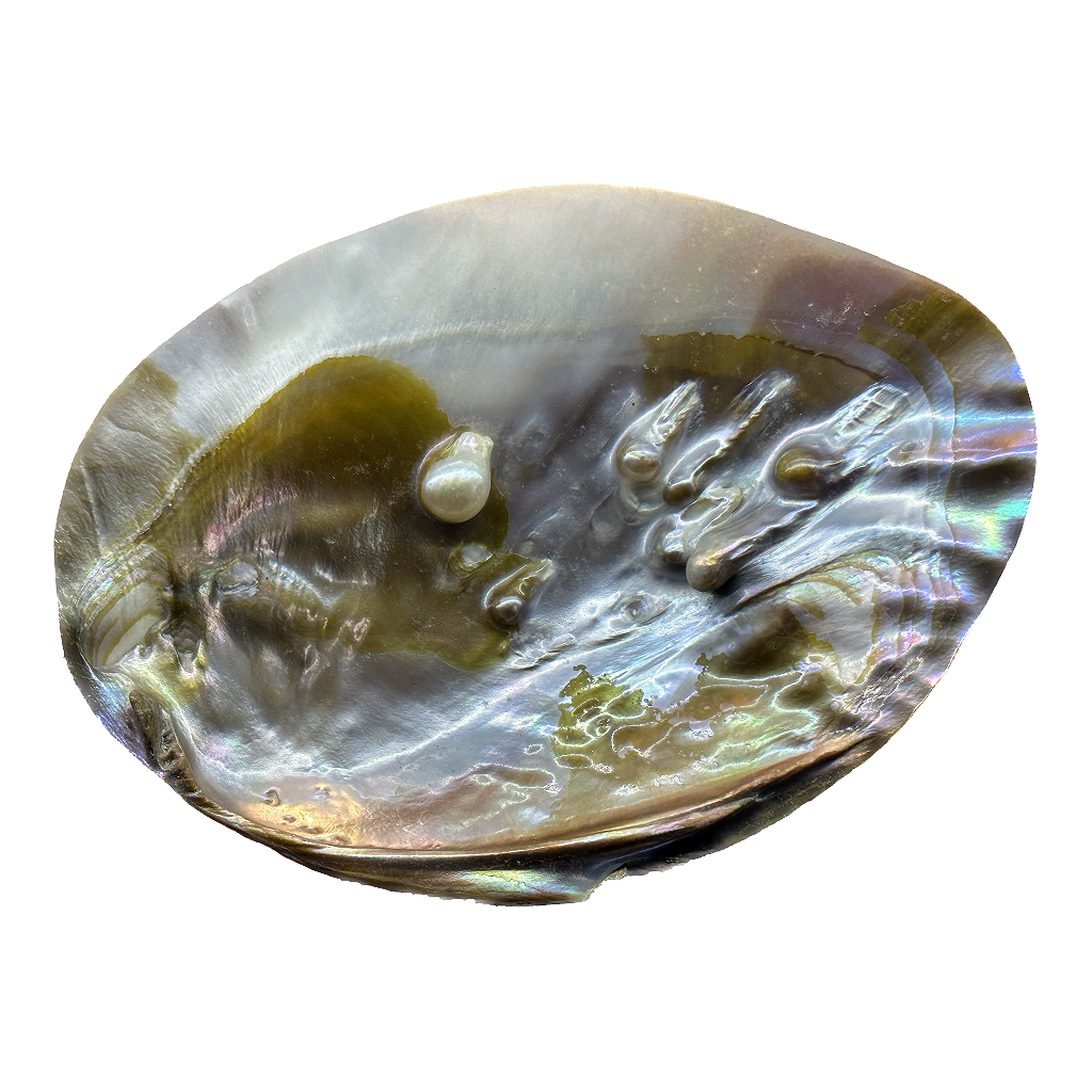 Abalone Shell