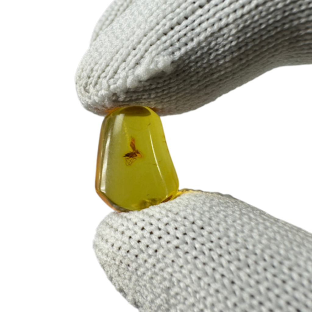 Insect in Amber