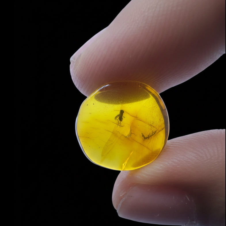 Insect in Amber