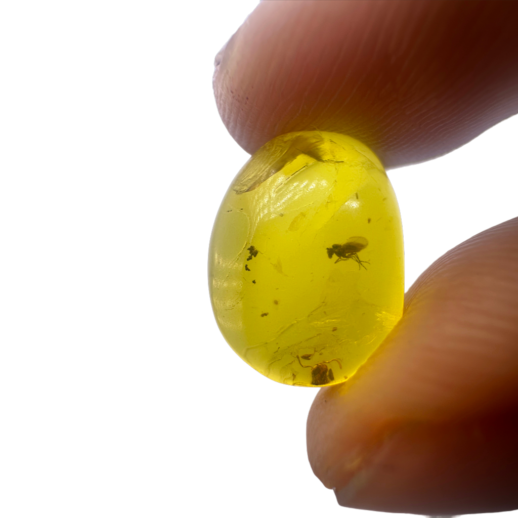 Insect in Amber