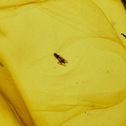 Insect in Amber