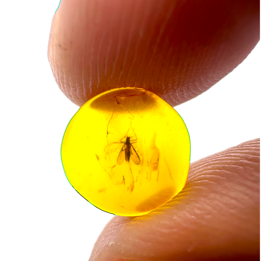 Insect in Amber