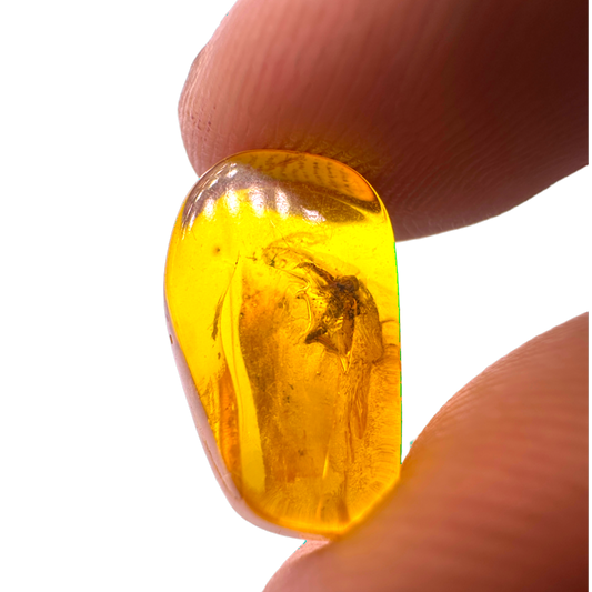 Insect in Amber