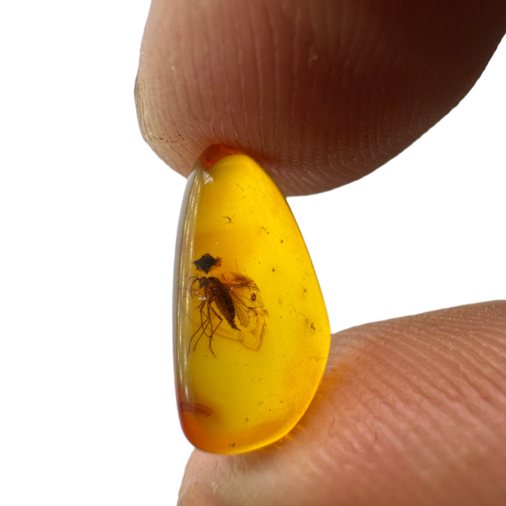 Insect in Amber