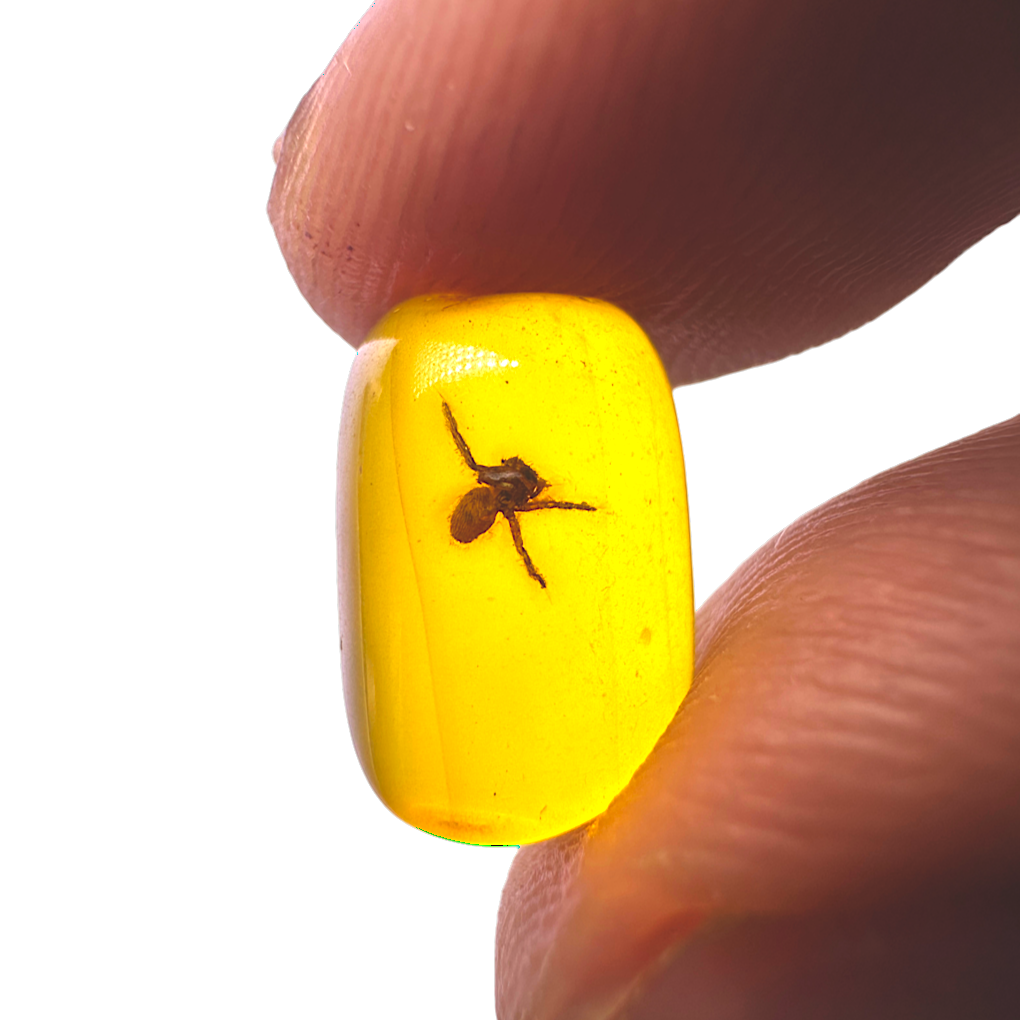 Insect in Amber