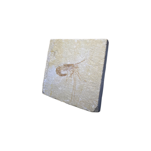 Shrimp Fossil