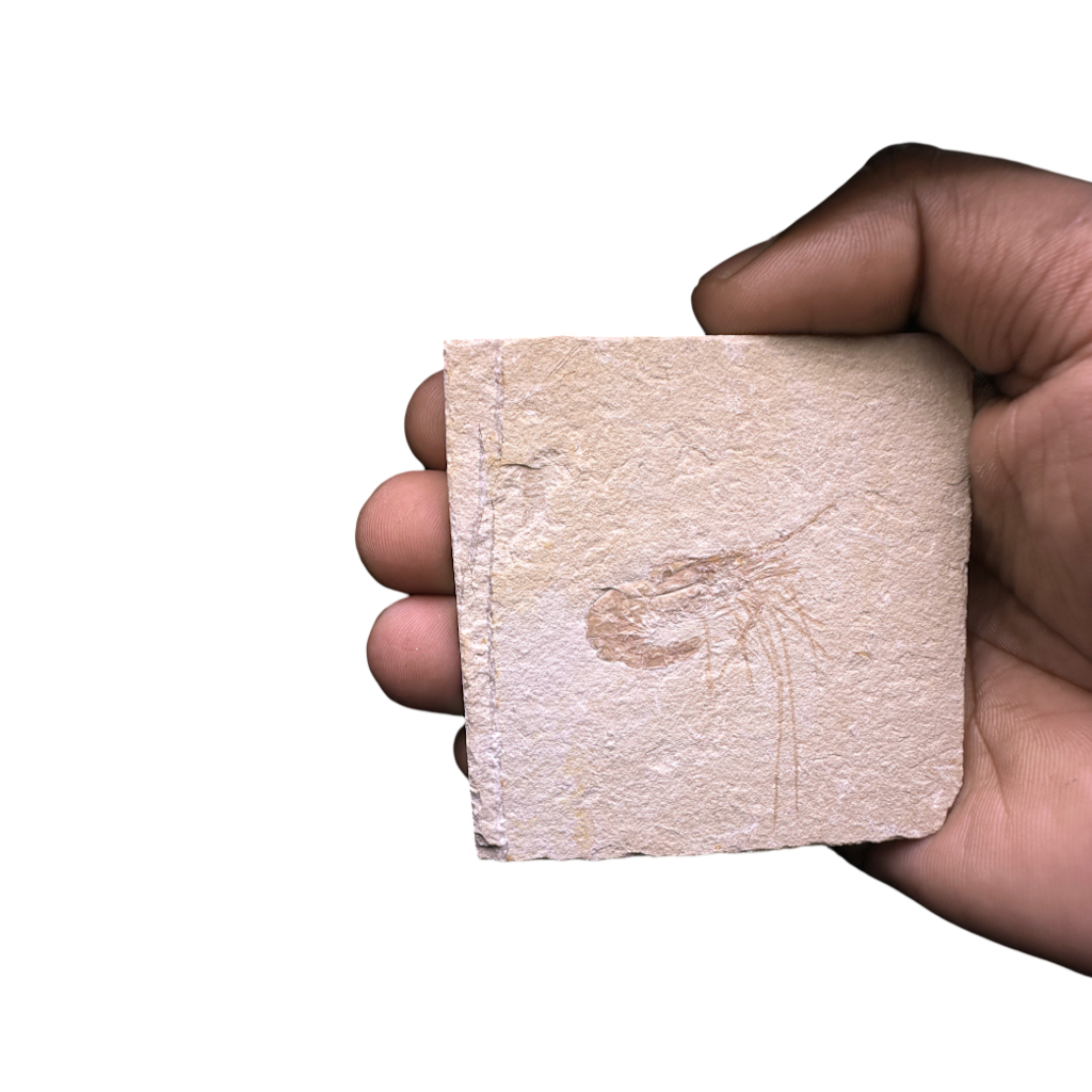 Shrimp Fossil