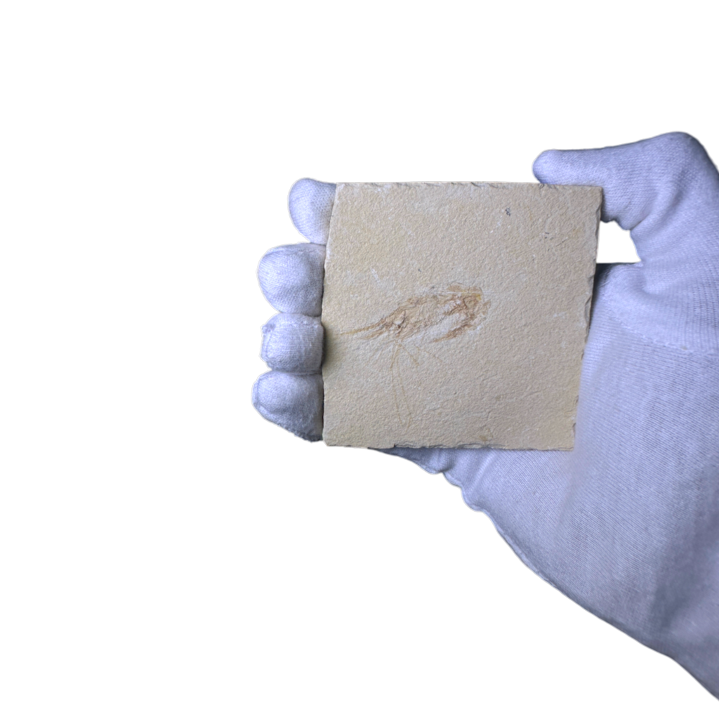 Shrimp Fossil